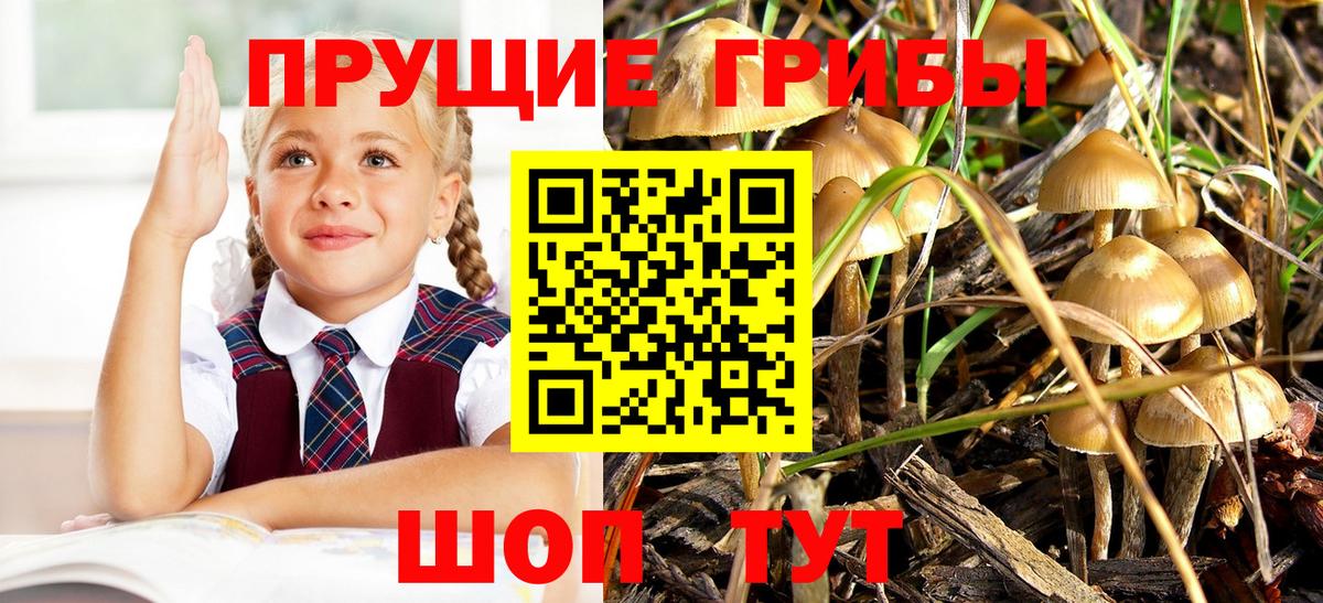 Псилоцибиновые грибы Psilocybine cubensis  Псилоцибиновые грибы Psilocybine cubensis  Вход с VPN  Звенигород 